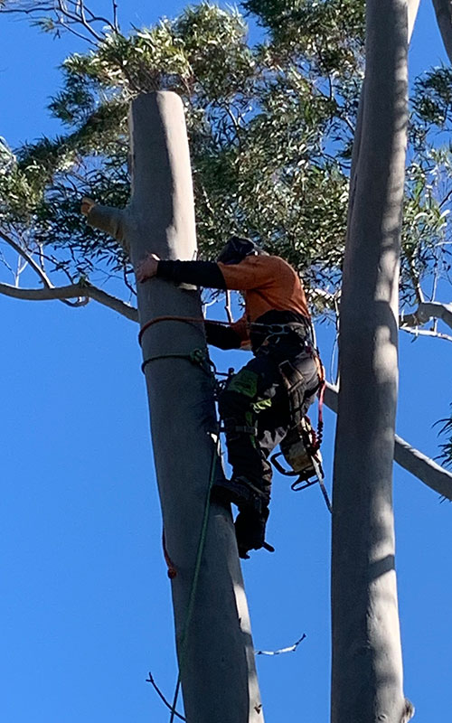 tree removals lopping stump grinding adelaide