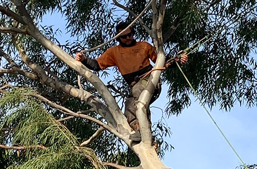 tree removals lopping stump grinding adelaide