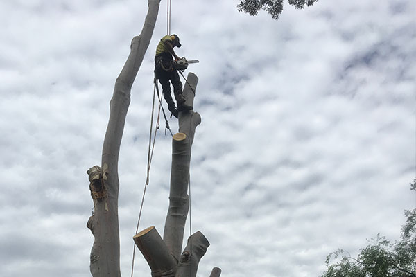 Tree Removalist Adelaide Breadleys tree and stump removal