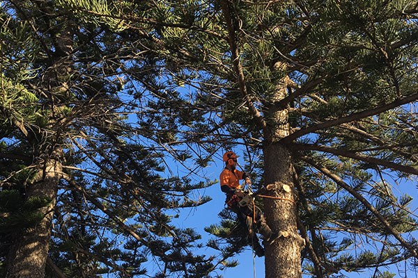 Tree Removalist Adelaide Breadleys tree and stump removal