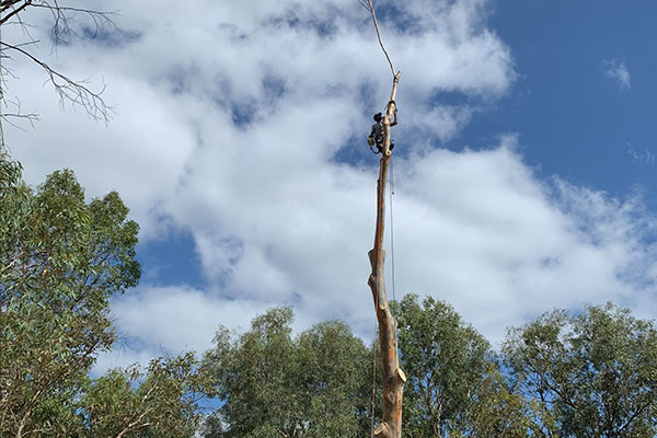 Tree Removalist Adelaide Breadleys tree and stump removal