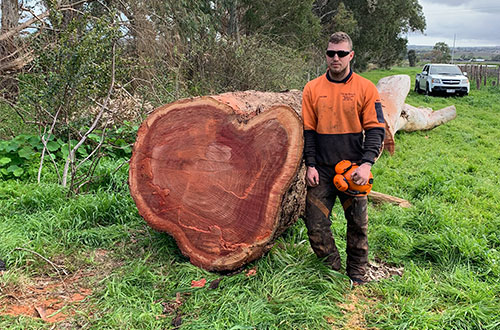 tree removals lopping stump grinding adelaide