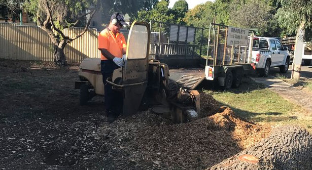 tree stump grinding removals adelaide