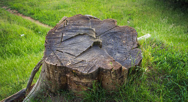 tree stump grinding removals adelaide