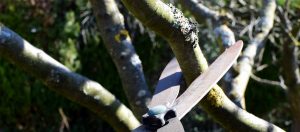 Tree Removalist Arborist Adelaide Bradleys Tree & Stump Removal